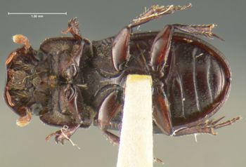 Media type: image;   Entomology 24767 Aspect: habitus ventral view